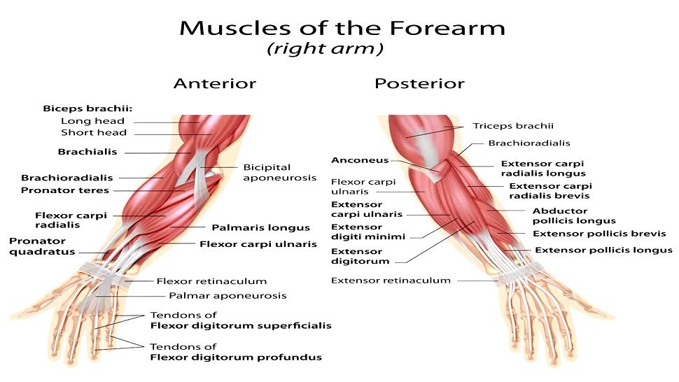 Muscles of ForeArm